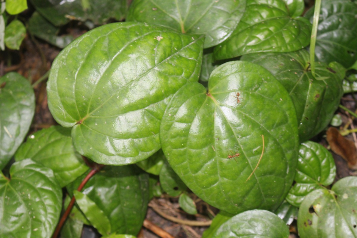 Piperaceae